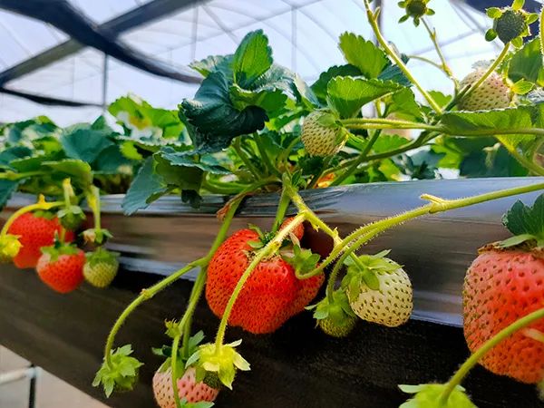 云南省人民政府网