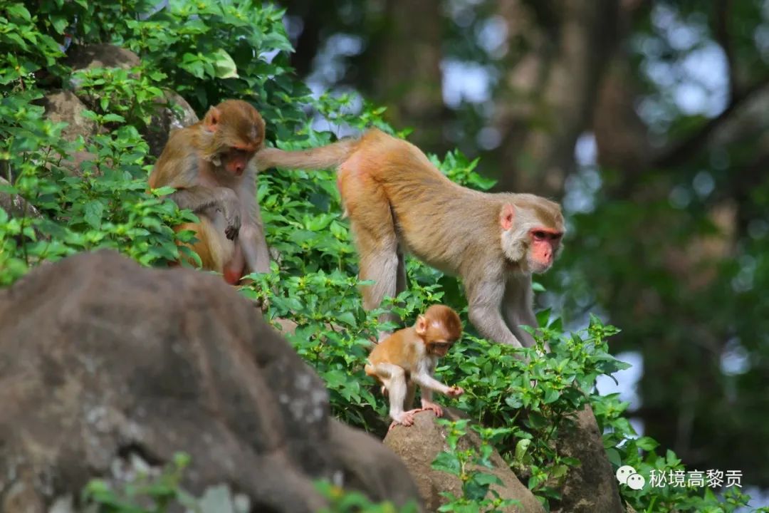 云南广播电视台(微信)