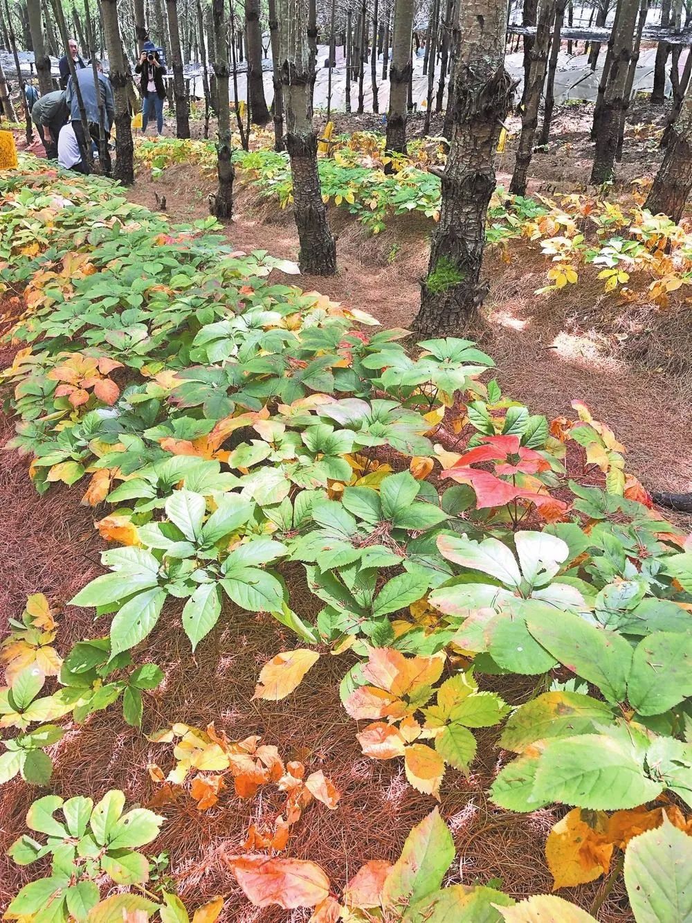昆明市农业农村局