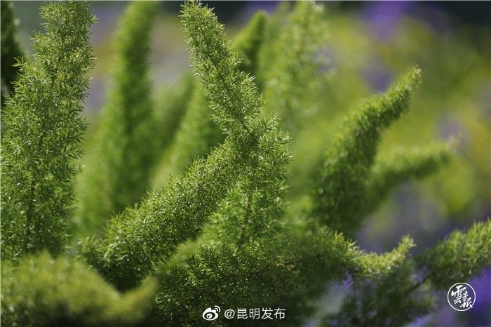 “昆明发布”微博