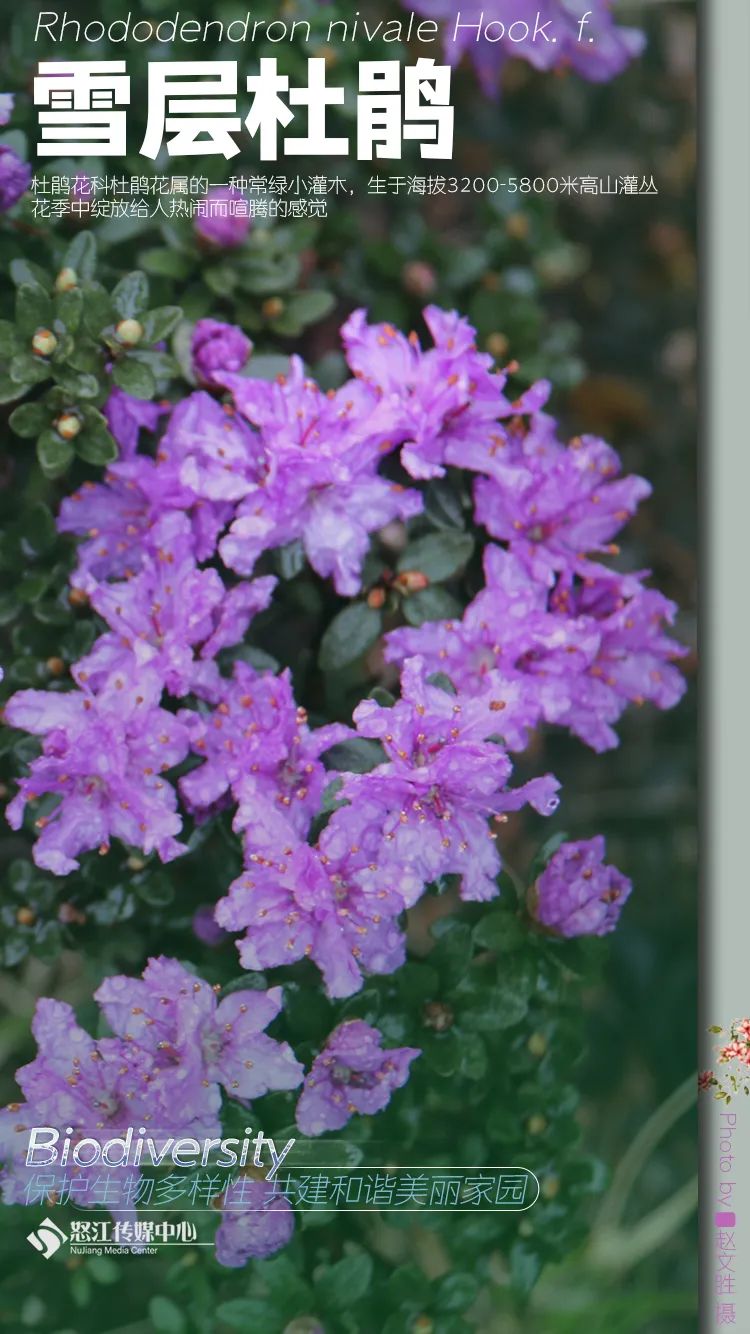 云南广播电视台(微信)