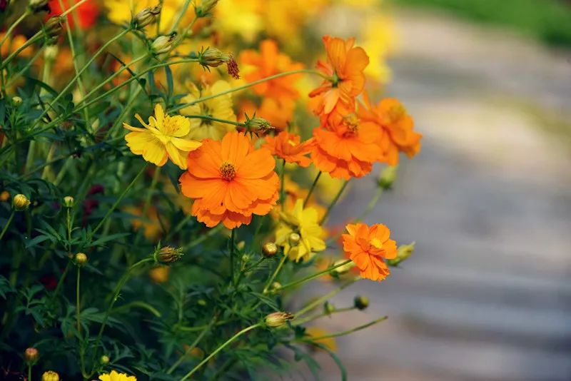 红色扎西(微信)