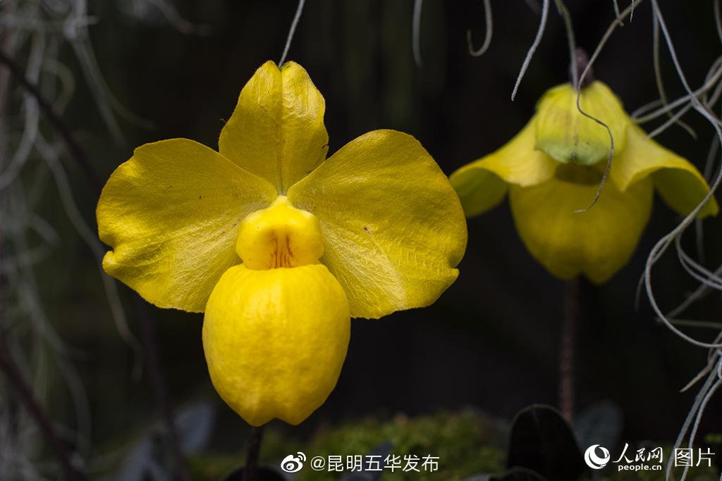 “昆明五华发布”微博