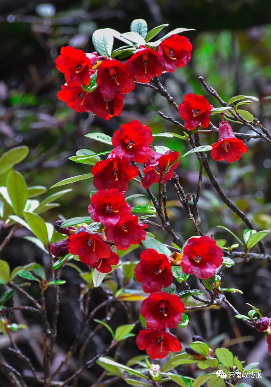 云南政协报(微信)