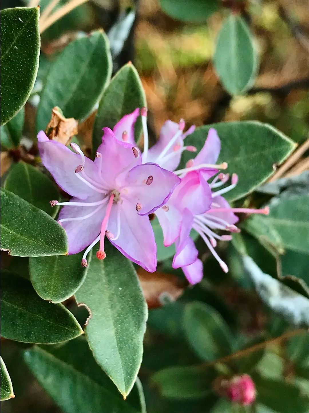 丽江日报(微信)