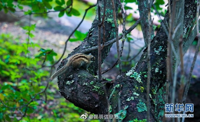 昆明信息港微博