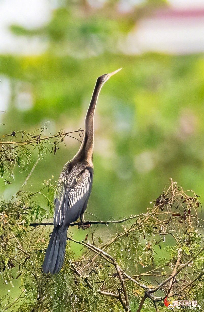 “云南发布”微博