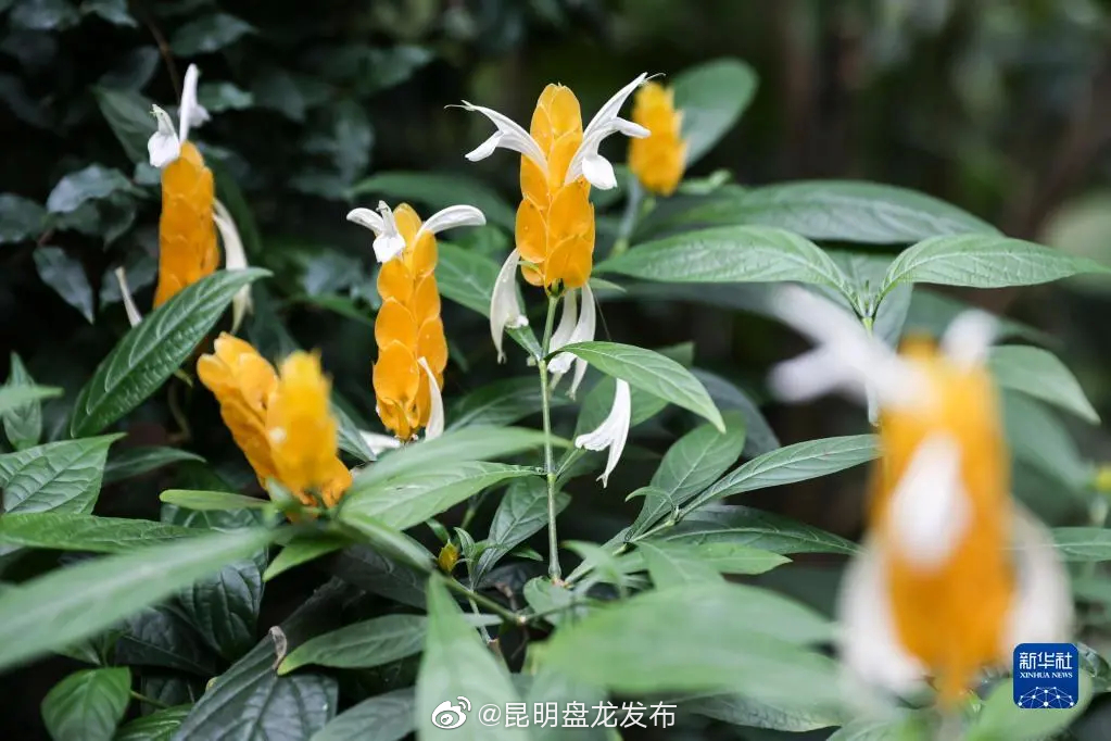 昆明盘龙发布