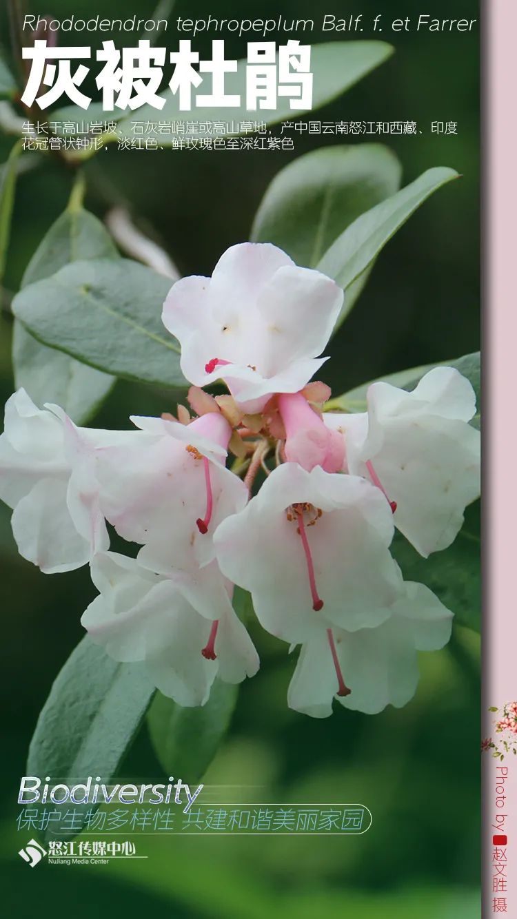 云南广播电视台(微信)