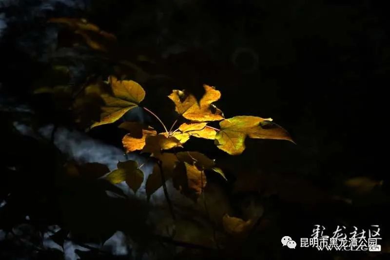 昆明市黑龙潭公园