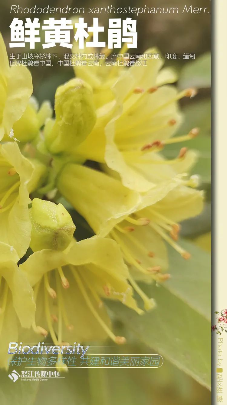 云南广播电视台(微信)