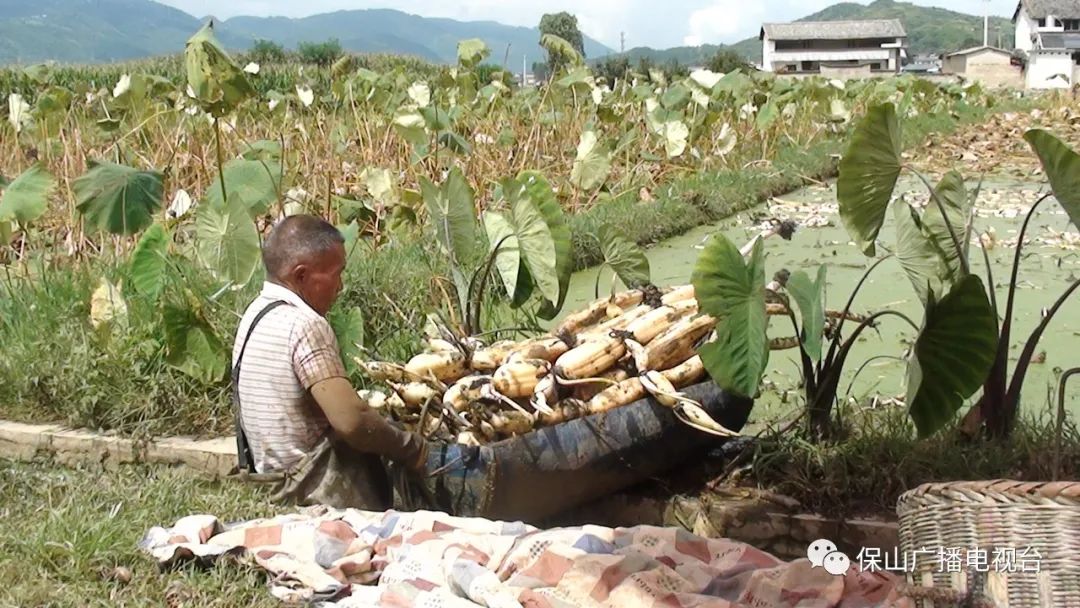 保山新闻网(微信)