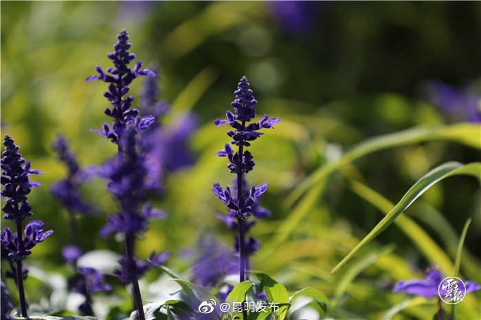 “昆明发布”微博