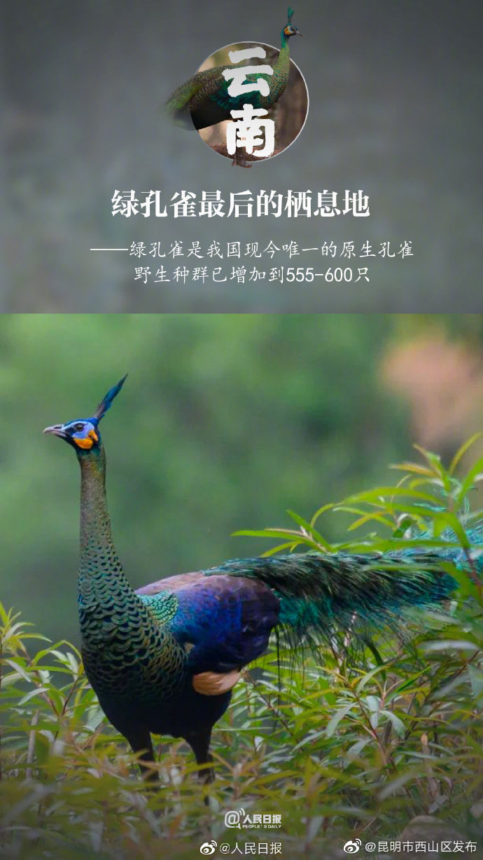 “昆明市西山区发布”微博