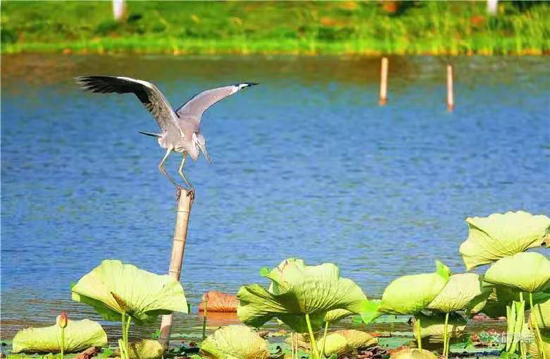 红河文旅(微信)