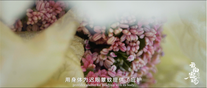 玉溪发布(微信)