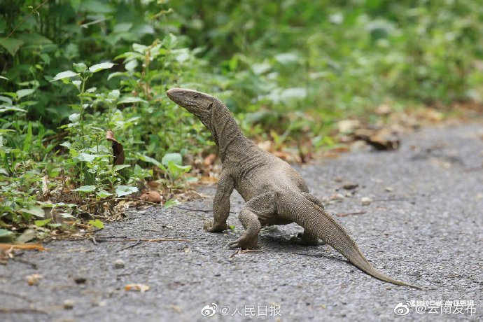 “云南发布”微博