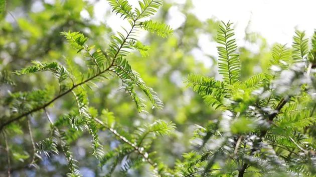 保山新闻网(微信)