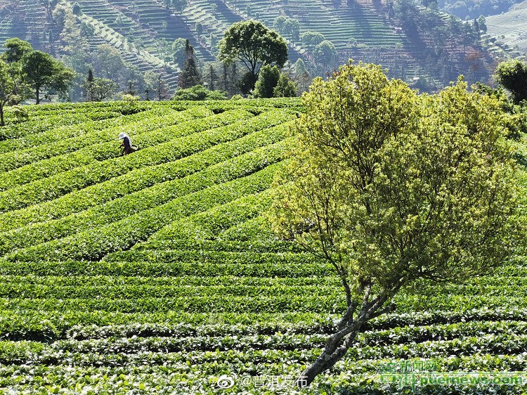 普洱：一片生态有机茶叶 一个可持续发展产业