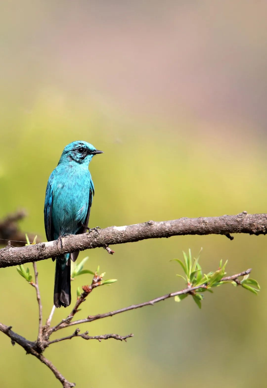 云南广播电视台(微信)