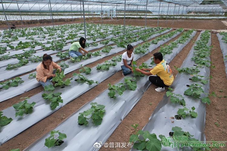 普洱中心城区常年蔬菜基地建设加快推进