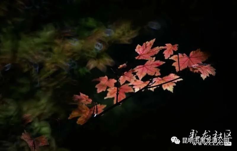 昆明市黑龙潭公园