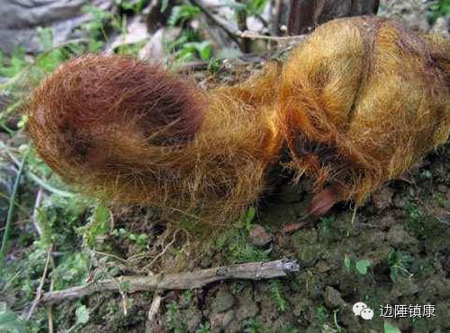 云南广播电视台(微信)