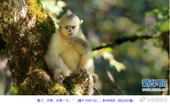 “云南发布”微博