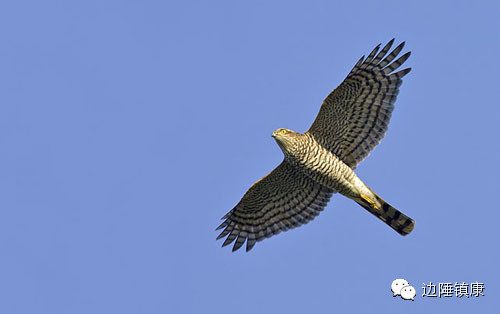 云南广播电视台(微信)