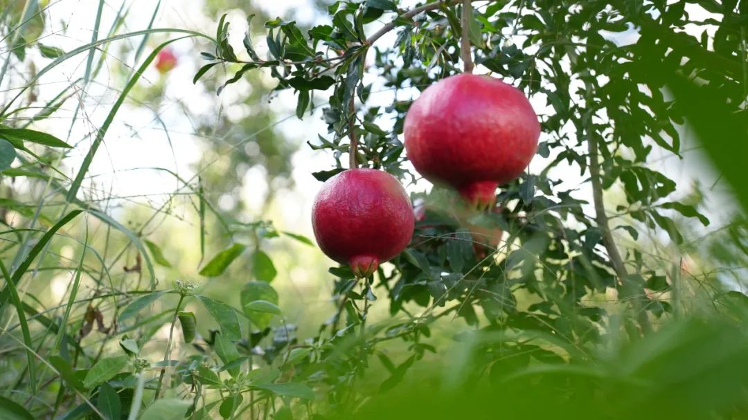 丽江日报(微信)