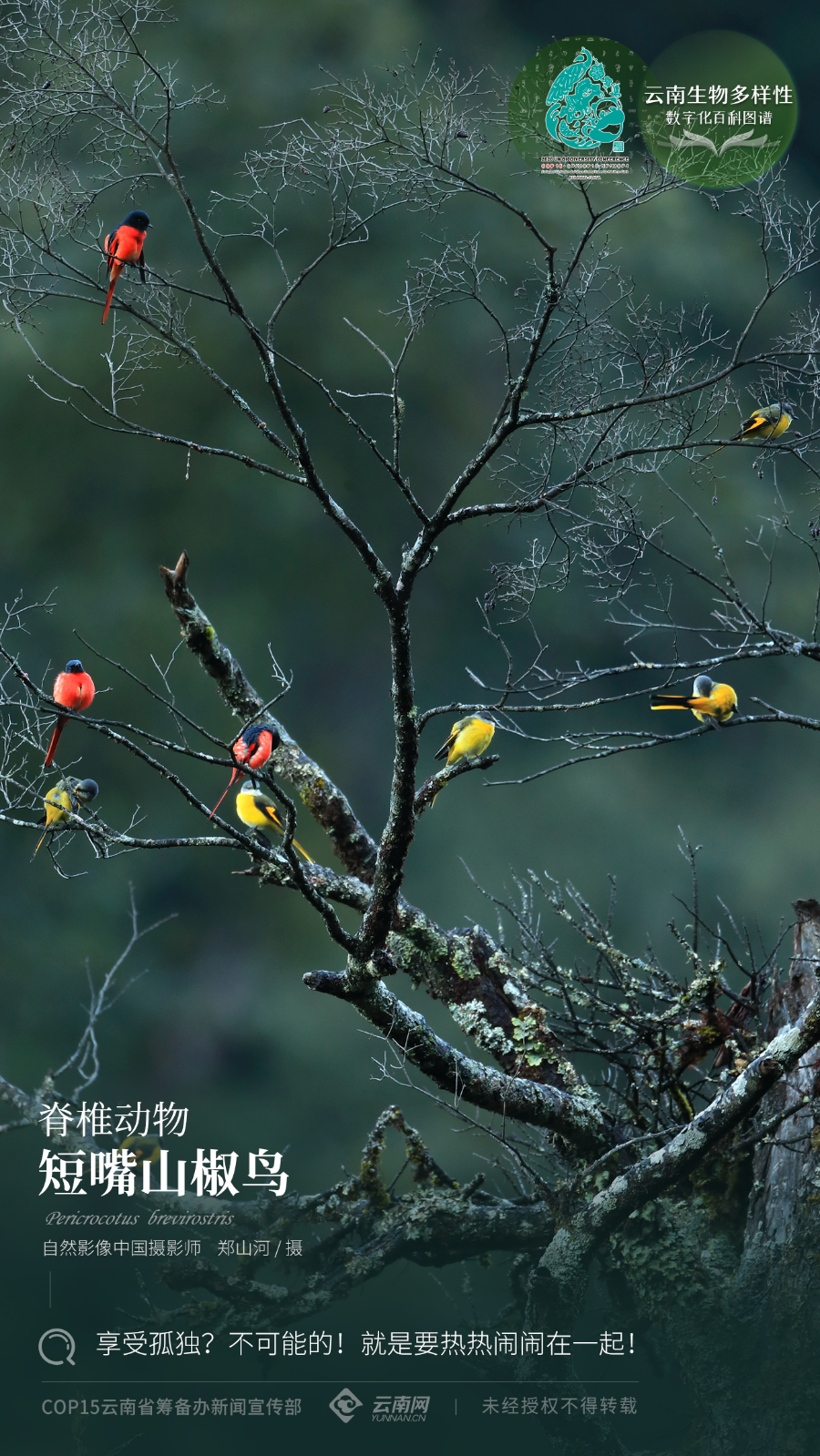 云南省人民政府网