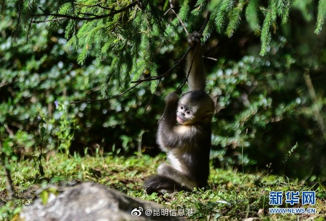 昆明信息港微博