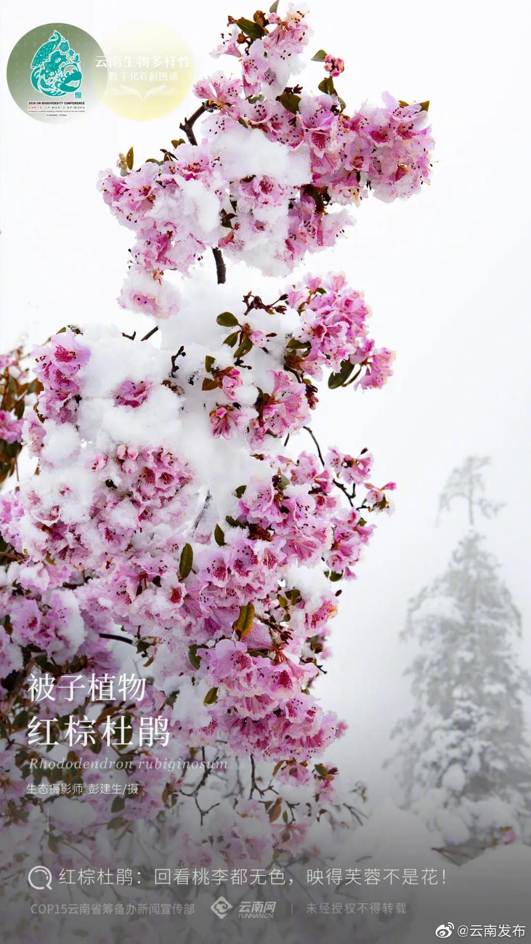 云南生物多样性数字化百科图谱 | 被子植物·红棕杜鹃：回看桃李都无色，映得芙蓉不是花