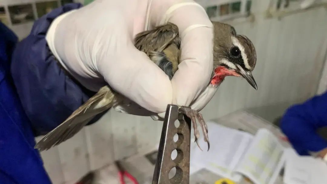 玉溪发布(微信)