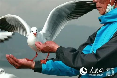 昆明发布(微信)