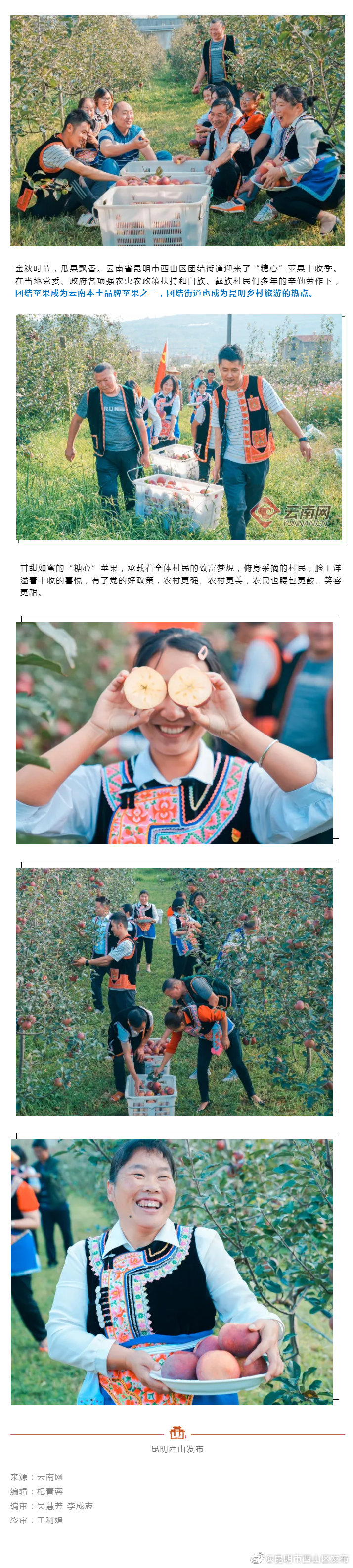 西山区团结街道“糖心”苹果大丰收 农民笑更甜