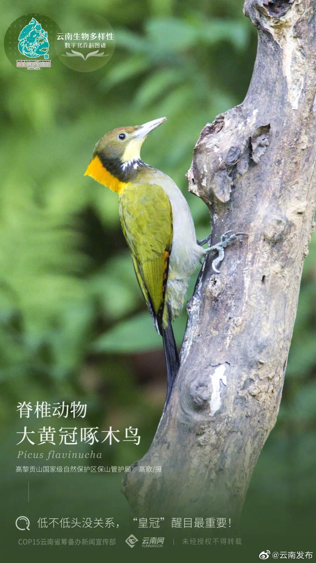 云南生物多样性数字化百科图谱 | 脊椎动物·大黄冠啄木鸟：低不低头没关系，“皇冠”醒目最重要！