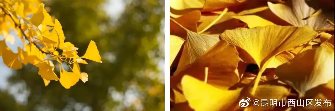 “昆明市西山区发布”微博