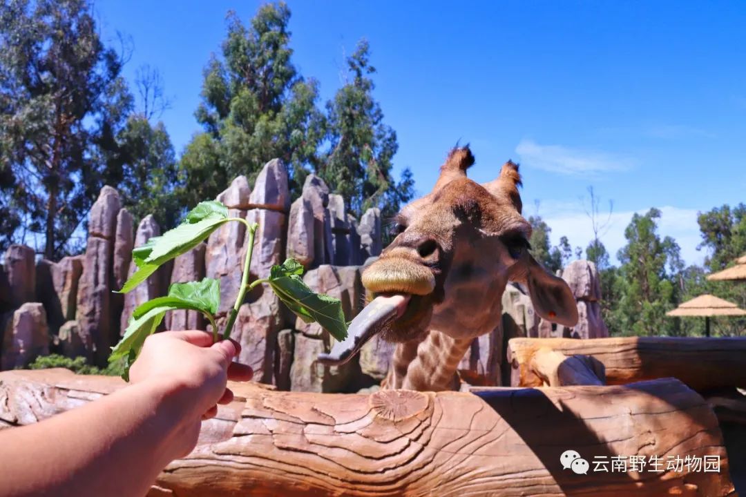 云南野生动物园(微信)