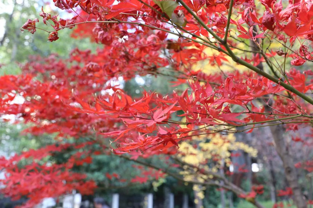 宜良检察(微信)