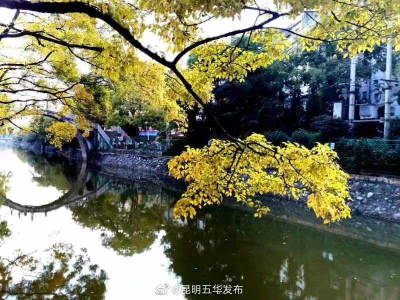 “昆明五华发布”微博