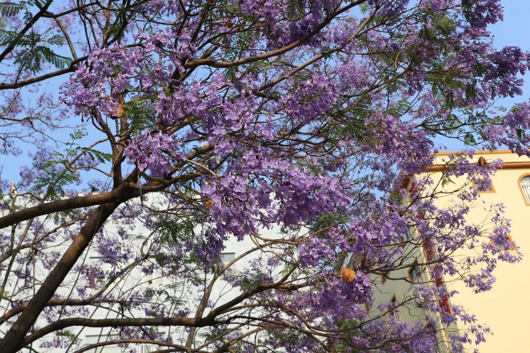 宜良检察(微信)