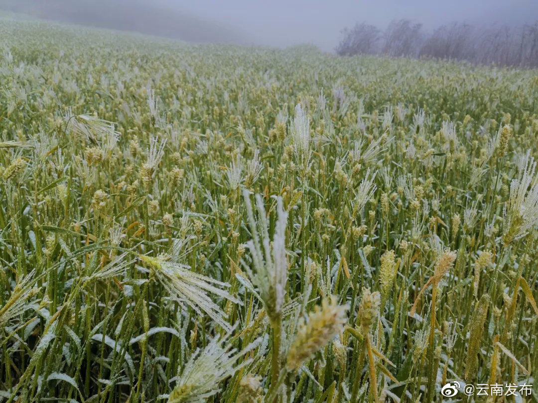 “云南发布”微博