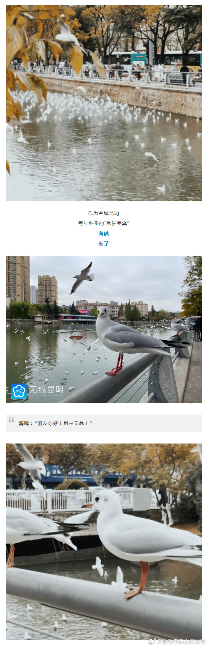 “昆明市西山区发布”微博