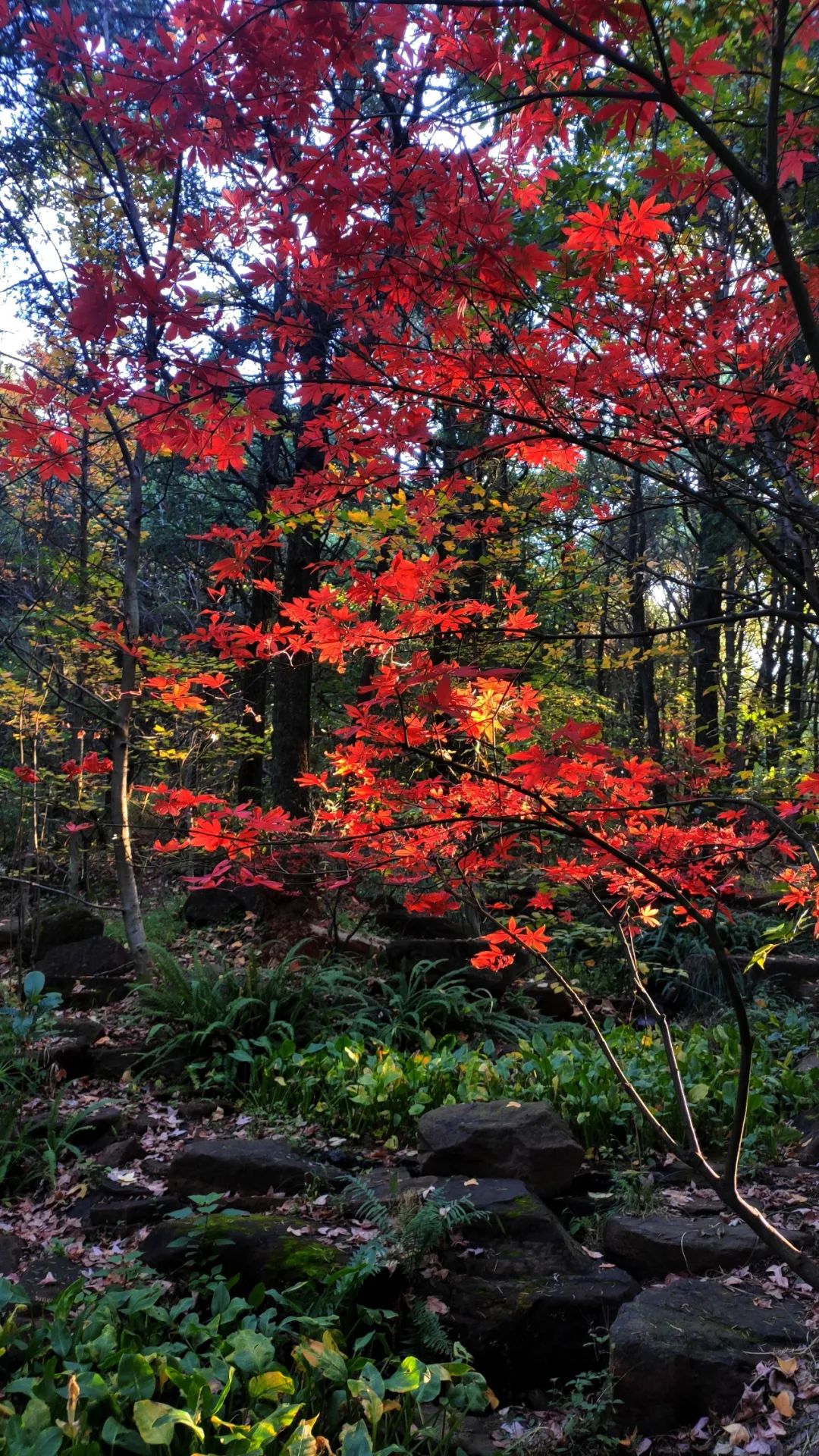 昆明市金殿名胜区
