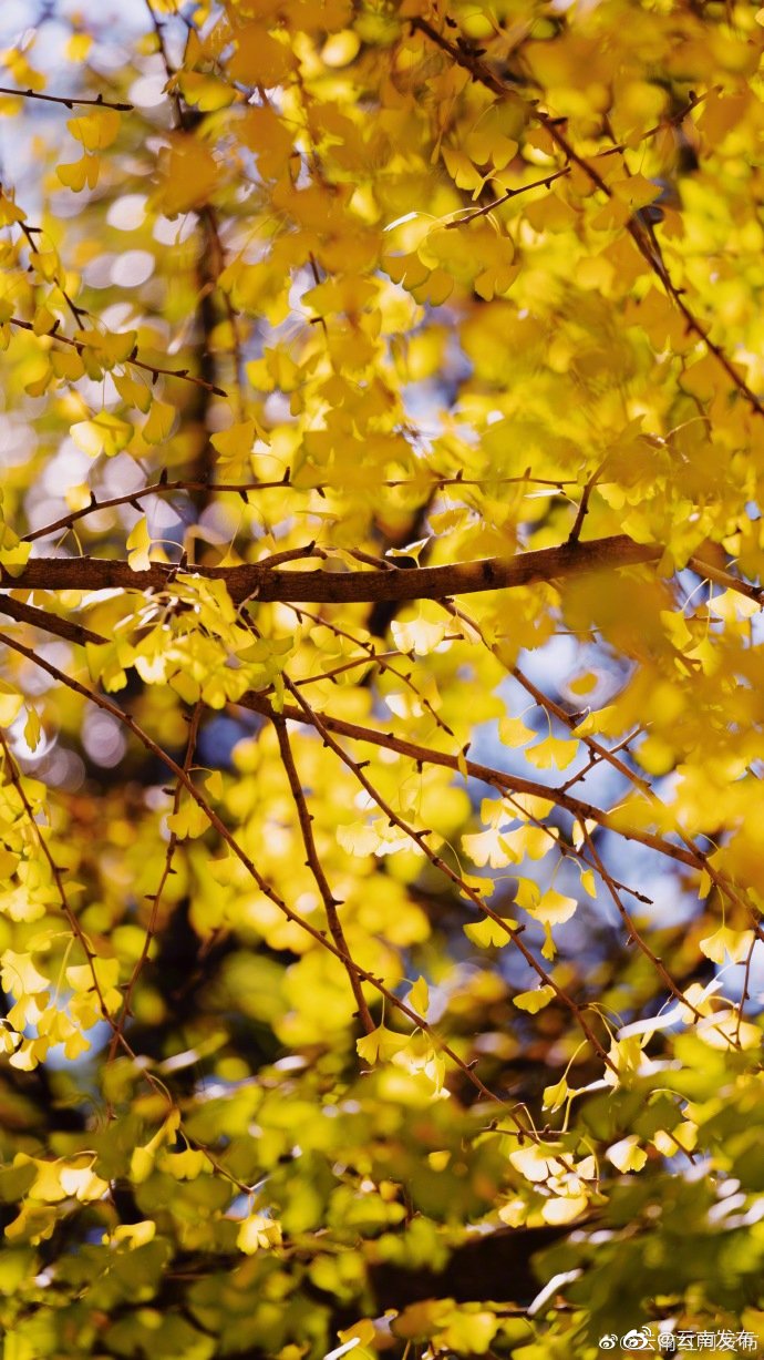 “云南发布”微博