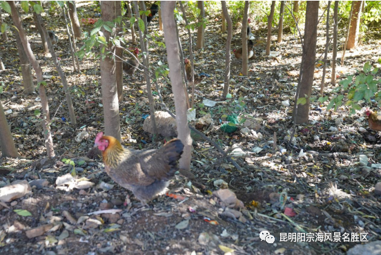 昆明阳宗海风景名胜区(微信)