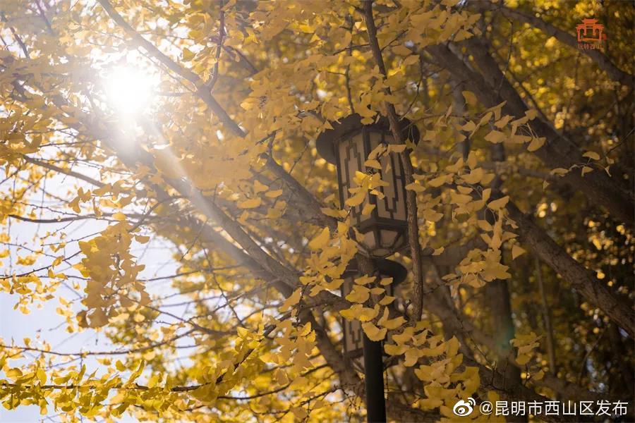 “昆明市西山区发布”微博