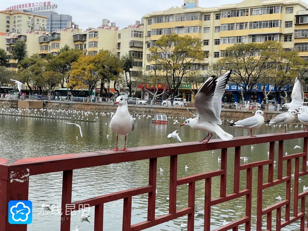 昆明发布