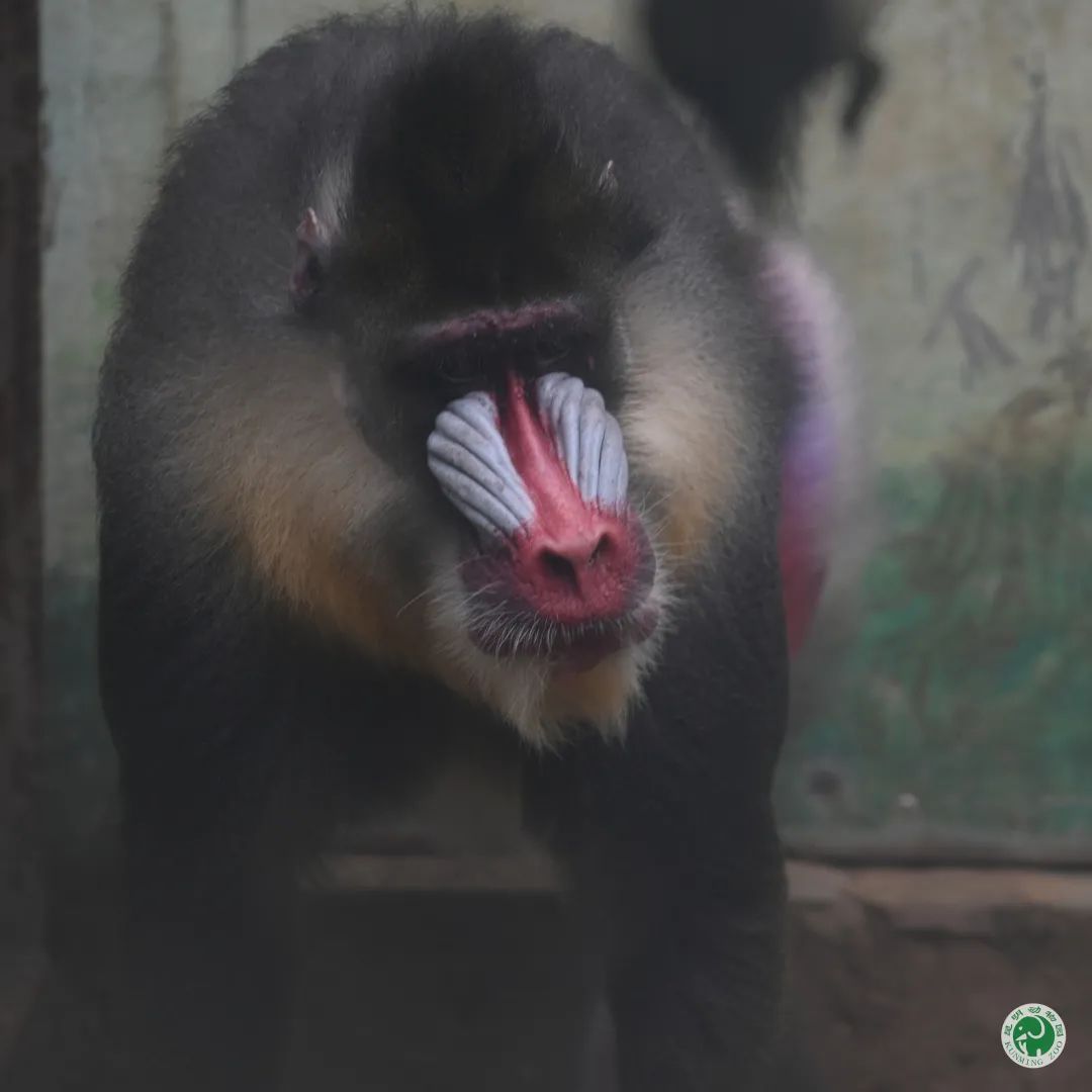 昆明动物园